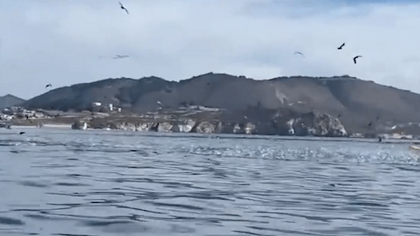 加州2女乘皮划艇遭鲸鱼一口吞下 可怕画面曝光