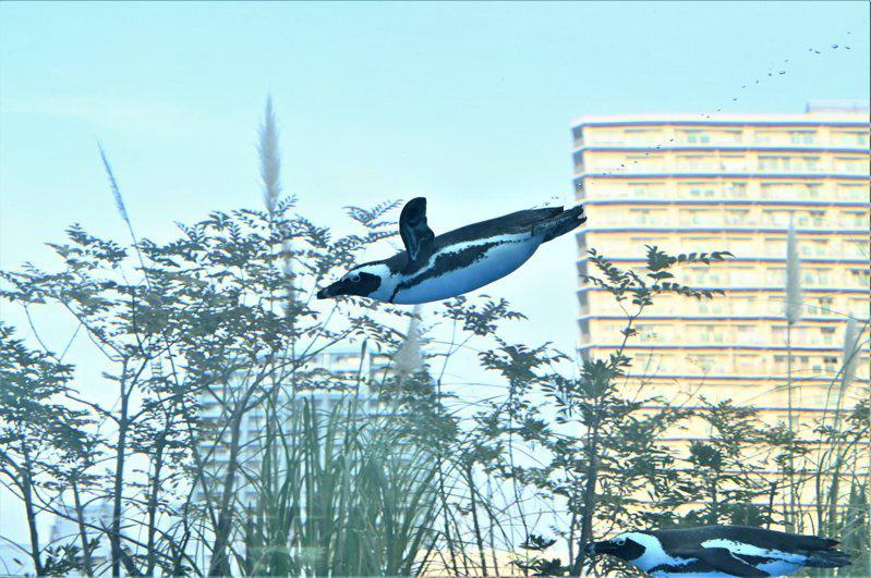 企鹅飞在空中 日本创意摄影暴红 可爱看不腻 万象与大千 国际 世界新闻网