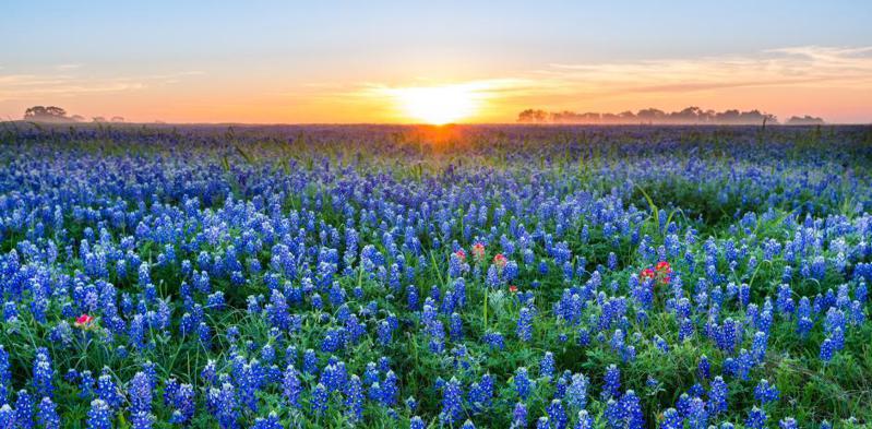 德州奧斯汀有花海美景，但花粉過敏者卻敬而遠之。(Visit Austin)