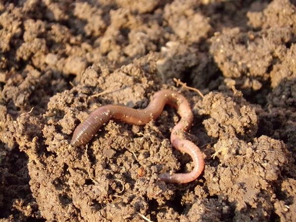 中國每公頃土地內大約有蚯蚓15萬到180萬條。每年每公頃土地內的蚯蚓排出的蚓糞就可以達到幾十噸至幾百噸。富含腐殖質的蚓糞是植物生長的極好肥料。（取材自快科技）
