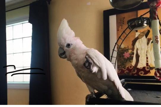 能歌善舞的百冠鹦鹉 哒哒 令华人家庭特开心 洛杉矶即时 洛杉矶 世界新闻网