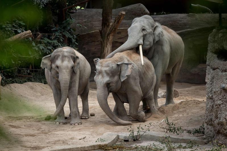 致命大象病毒肆虐瑞士動物園3頭亞洲象染病去世 動物奇世界 生活 世界新聞網