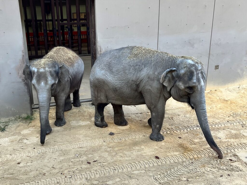 荷蘭亞洲象母女抵華府國家動物園12月與公眾見面 大華府 地方 世界新聞網