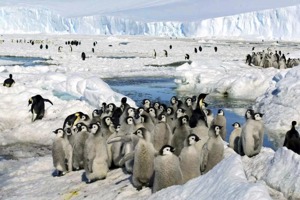 南極冰裂 上萬隻皇帝企鵝寶寶防水羽毛沒長好恐淹死