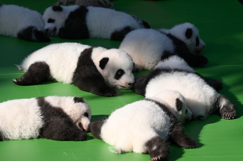 萌翻了13隻新生熊貓幼崽成都齊亮相| 中國即時| 中國| 世界新聞網
