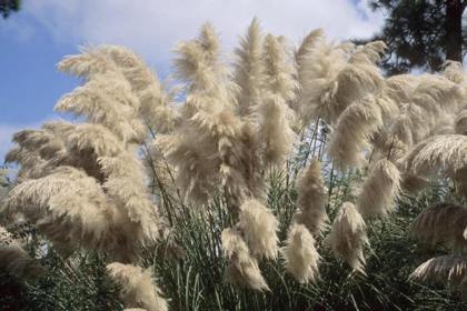蒲葦（pampas grasses）被認為是高度易燃植物，在冬季或乾旱期間處於乾燥狀態時，可燃性便會提高。美聯社
