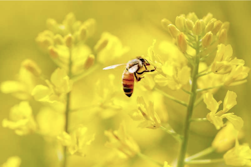 在控制咳嗽頻率和嚴重程度上，蜂蜜是抗生素的一種廣泛且廉價的替代品。Getty I...