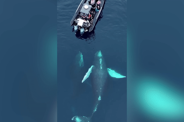 奇景！南加鲸鱼绕船3小时 依依不捨「挥手致意」