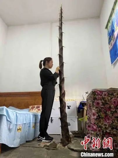 湖南益阳市桃江县景致小学一教师宿舍地板长出竹笋。 （取材自中新网）