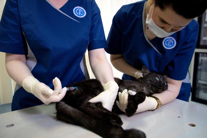 俄國莫斯科一間寵物診所獸醫26日為一隻寵物貓施打該國生產的動物用新冠疫苗Carn...