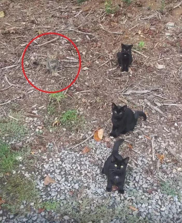 第四只猫就在最后面黑猫的旁边。（取材自reddit）