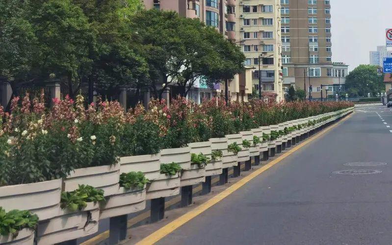 Almost all the flowers in the streets of Shanghai have withered due to the lack of maintenance of the epidemic.  (courtesy of shangguan news)