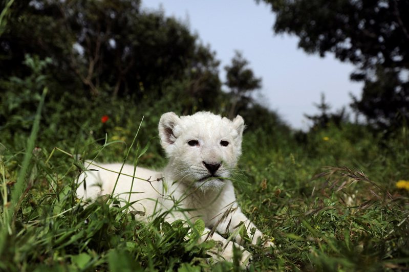 BBC报导，非洲国家迦纳首都阿克拉28日发生一名男子爬进动物园的围篱，随后就被狮子攻击致死。 图为塞浦路斯帕福斯动物园1只2019年刚诞生的白色幼狮。 资料照片。 路透