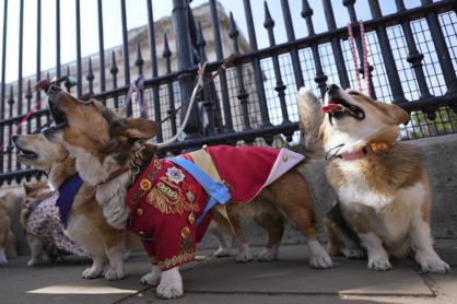 英國女王伊莉莎白二世逝世一周年前夕，二十多名女王的擁護者，3日帶著柯基犬來到白金漢宮大門前向女王致敬。（美聯社）