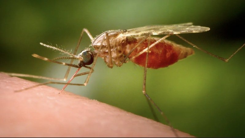 First Death from West Nile Virus in Los Angeles County, Long Beach Reports First Case