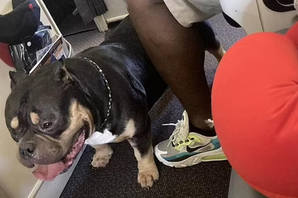 紐西蘭一對夫婦搭乘新加坡航空，座位旁邊的服務犬讓他們感到相當不適，兩人已獲得各200紐幣的旅行折價券。（取材自X平台）