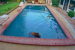 大熊當天傍晚又來到另一戶居民後院泳池游泳。（居民家中監控截屏）