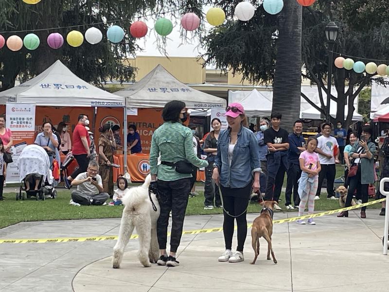 美犬協會好狗公民表演社交禮儀很吸睛。（記者邵敏╱攝影）