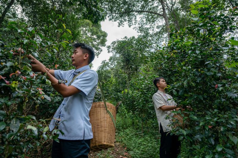 在景邁山大平掌古茶林，傣族小伙在採摘秋茶。（新華社）