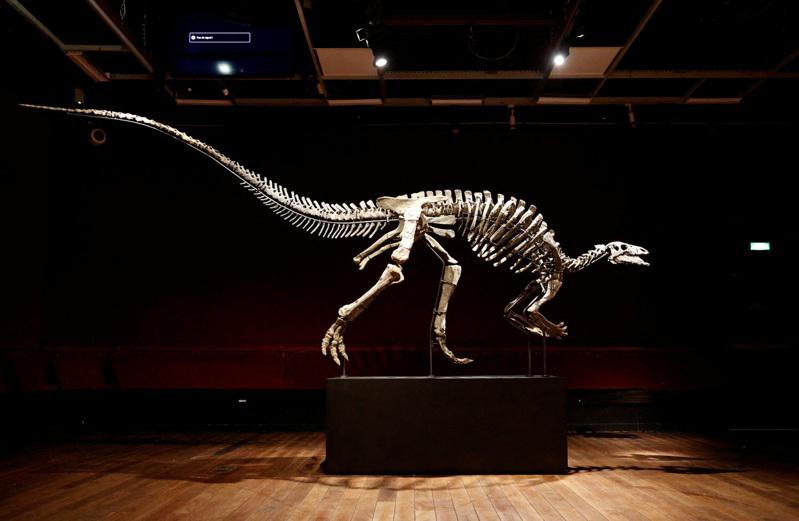 距今1.5億年歷史的完整彎龍骨化石「貝里」將在10月20日於巴黎德魯奧拍賣會亮相，身價預估120萬歐元。（路透）