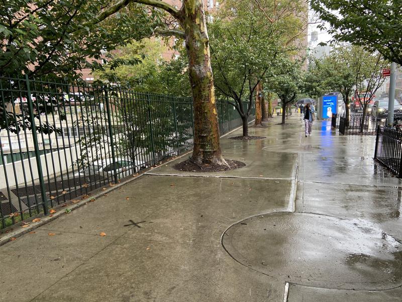 東華協會認為，包厘街東側人行道上現有的楓樹之間空隙很大，要求公園局新增櫻花樹。(...