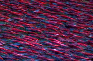 鮭魚們身體的顏色變成了虹彩鱗片，看起來像是穿著一件大紅袍。（Getty Images）