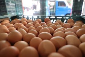 為避免食品中毒風險，雞蛋使用前要清洗乾淨，同時不生吃雞蛋及「煮熟」再吃，能吃得安心又營養。（本報資料照片）