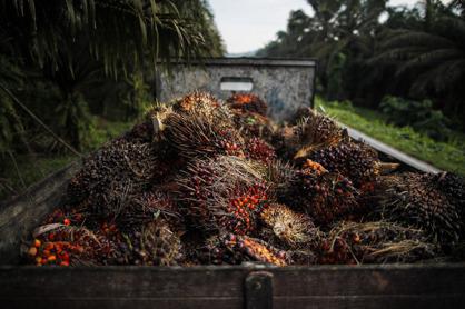馬來西亞雪蘭莪州7月收成的棕櫚果。（歐新社）