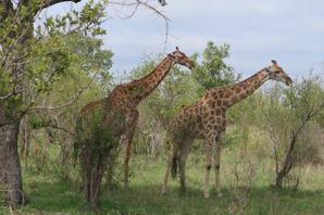 南非克留格爾國家公園內的長頸鹿。(作者提供)