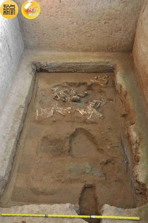 罕见！秦始皇陵西墓葬发现6只羊车绵羊拉车历史提早数百年| 神州生活圈