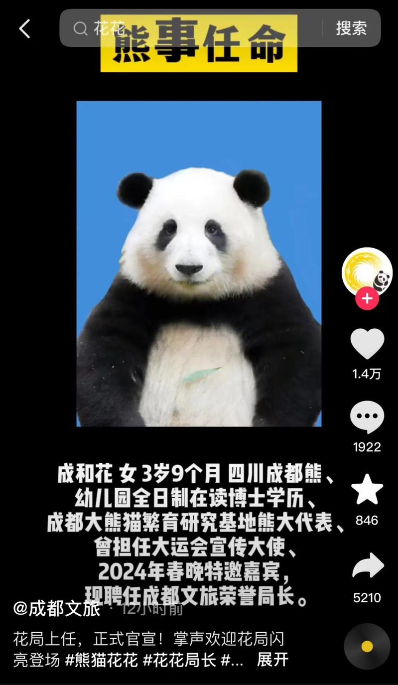 大熊貓「和花」任成都文旅榮譽局長 網友：花局好
